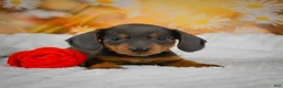 Miniature Dachshund dogs for sale: Dominic - Ad 2