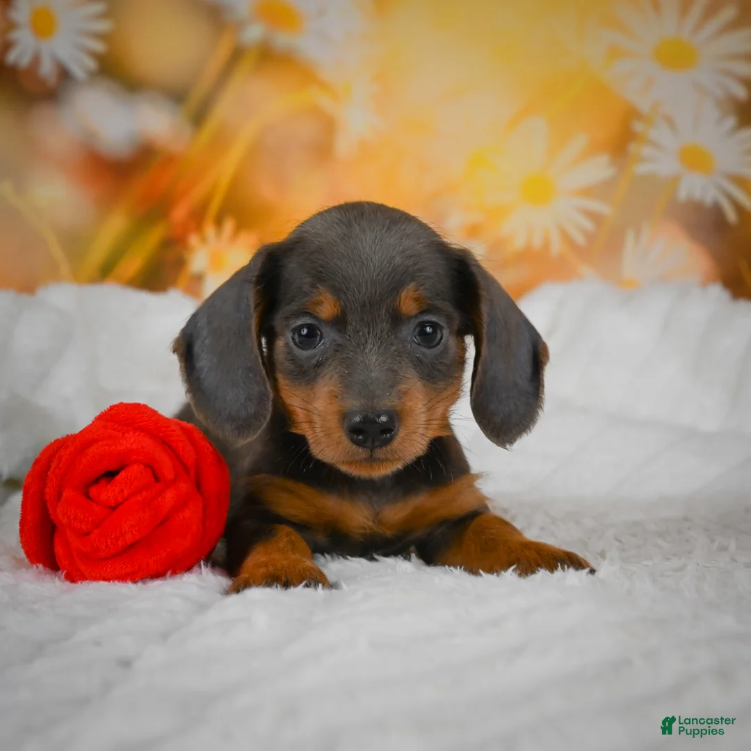 Miniature Dachshund dogs for sale: Dominic - Ad 2