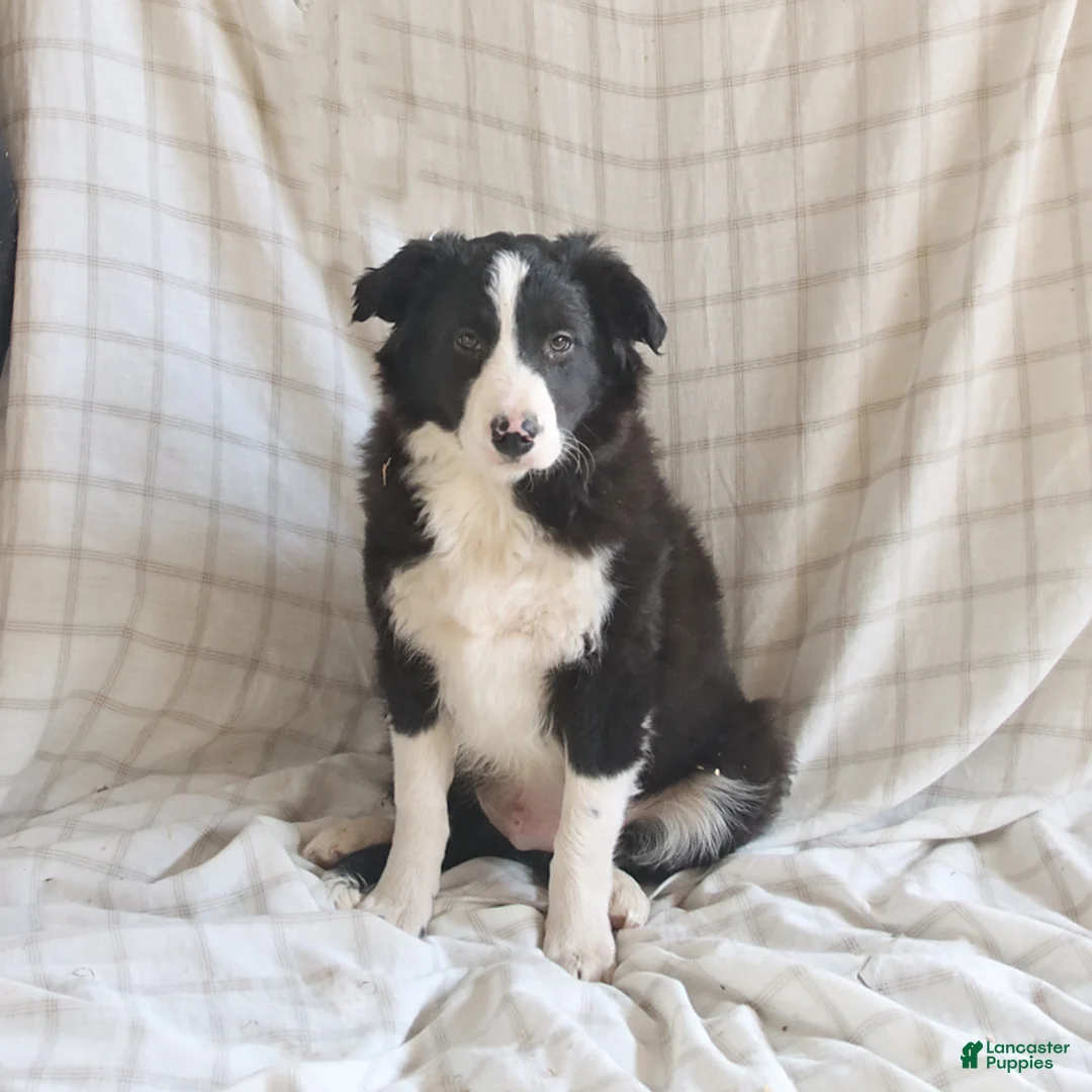 Mixed Breed dogs for sale: Roscoe - Ad 1