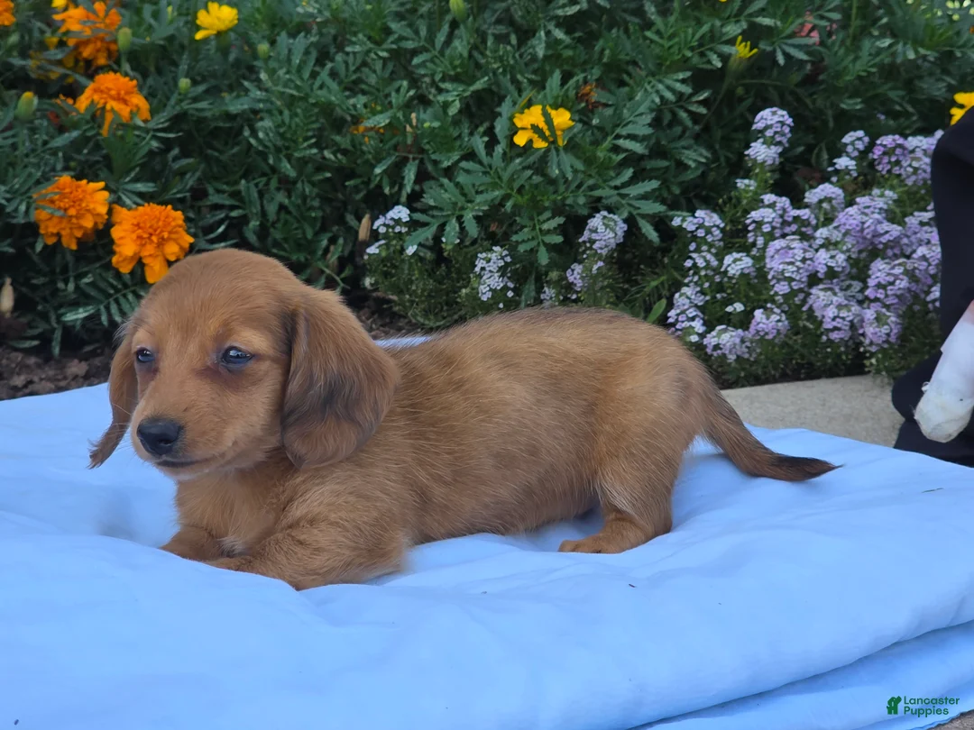 Miniature Dachshund dogs for sale: Luna - Ad 6