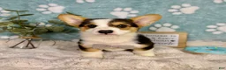 Welsh Corgi Pembroke dogs for sale: Beckham - Ad 4