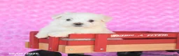 Maltese dogs for sale: Peanut  - Ad 3