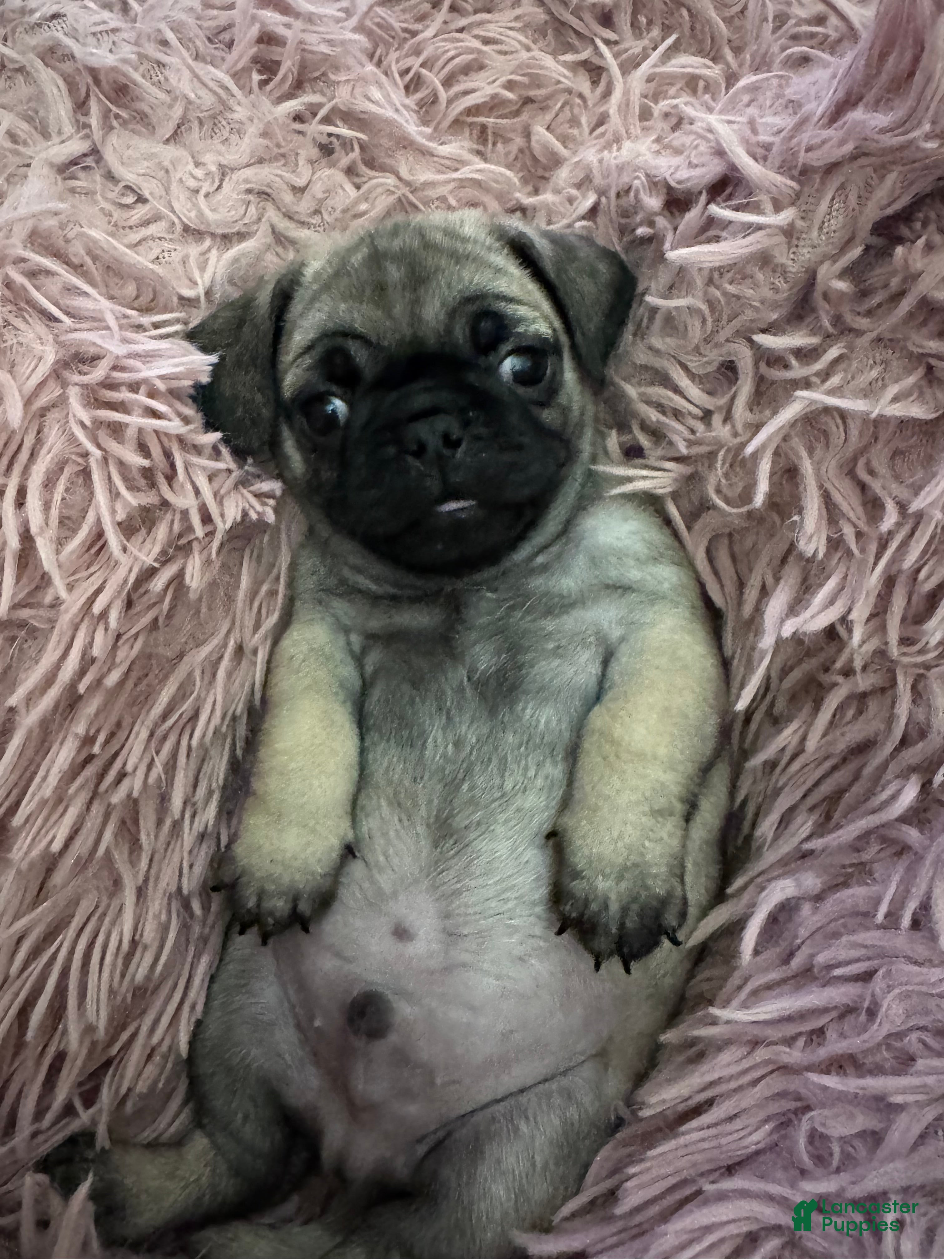 Pug dogs Pug Puppy 3 - Ad 1