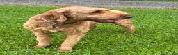 Irish Doodle dogs for sale: Maggie - Ad 7