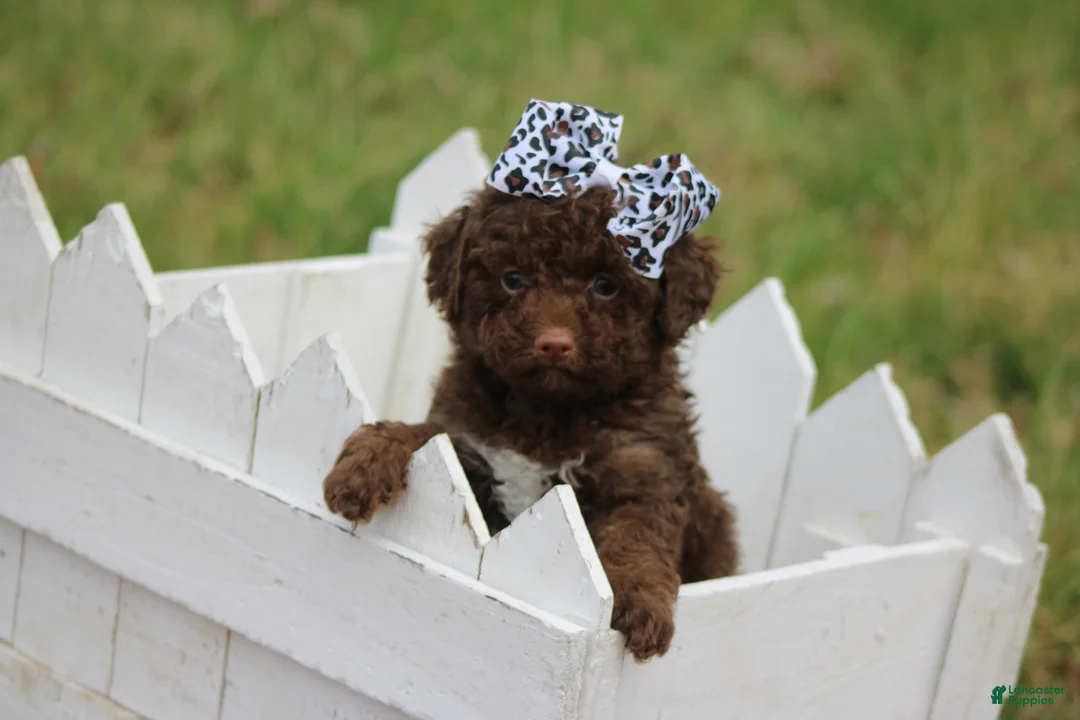 Toy Poodle dogs for sale: Jazzy - Ad 4