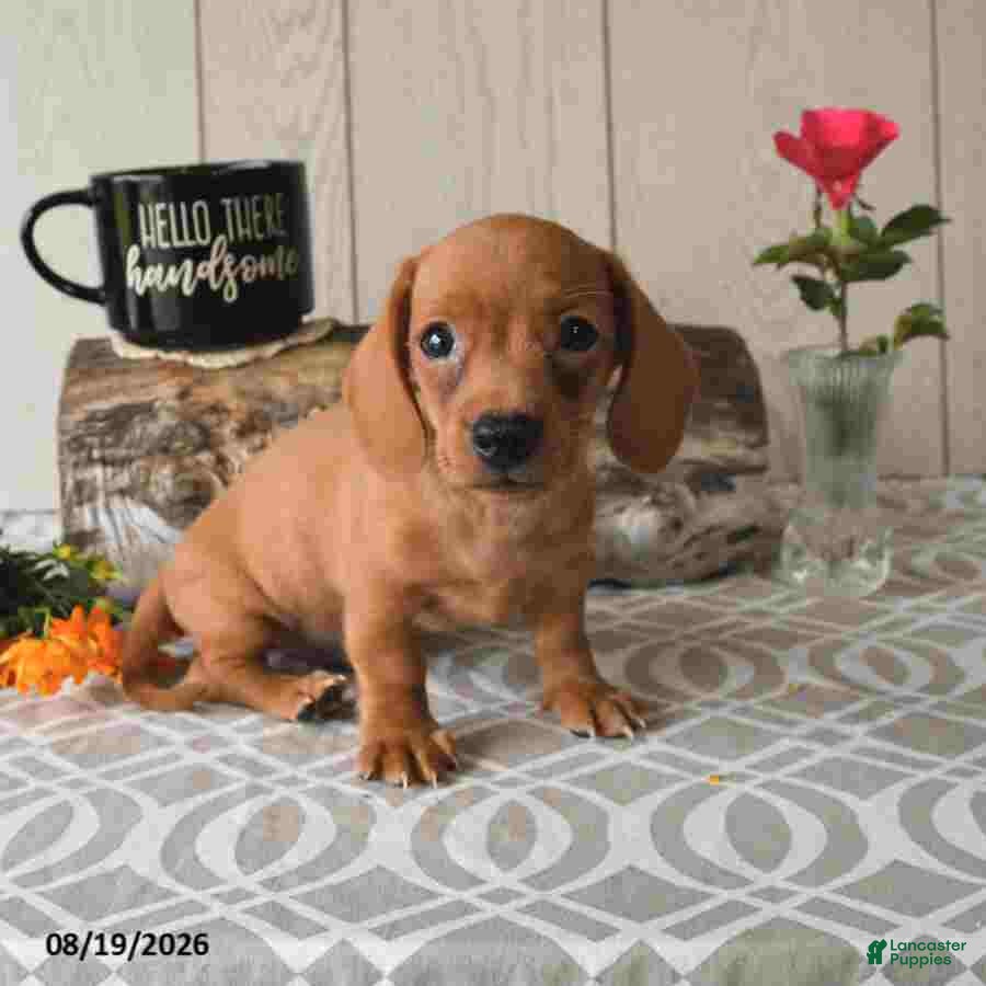 Miniature Dachshund dogs Ricky  - Ad 2