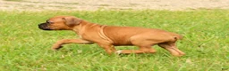 Boxer dogs for sale: Rover - Ad 4