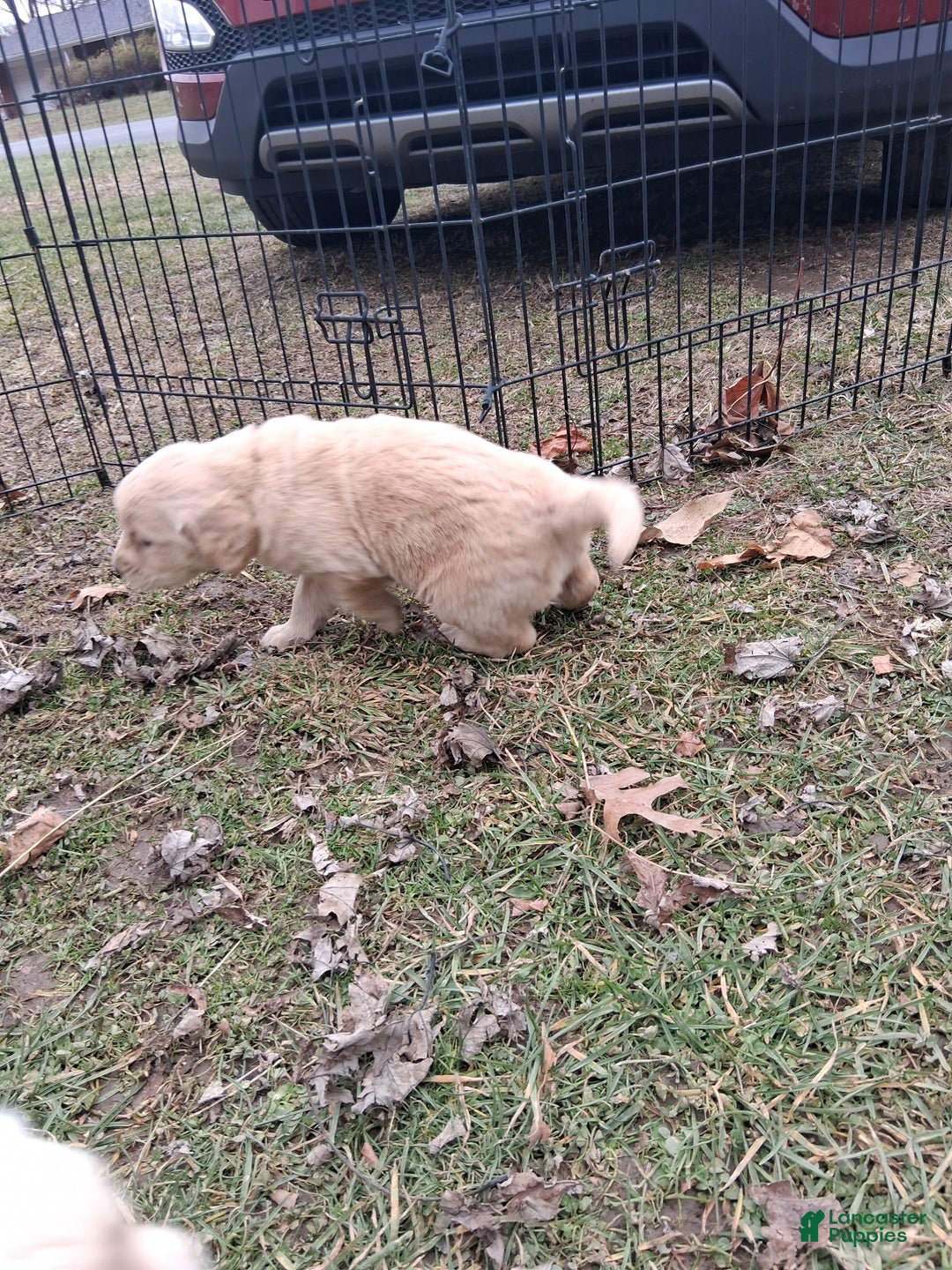 Golden Retriever dogs for sale: Cupid - Ad 2