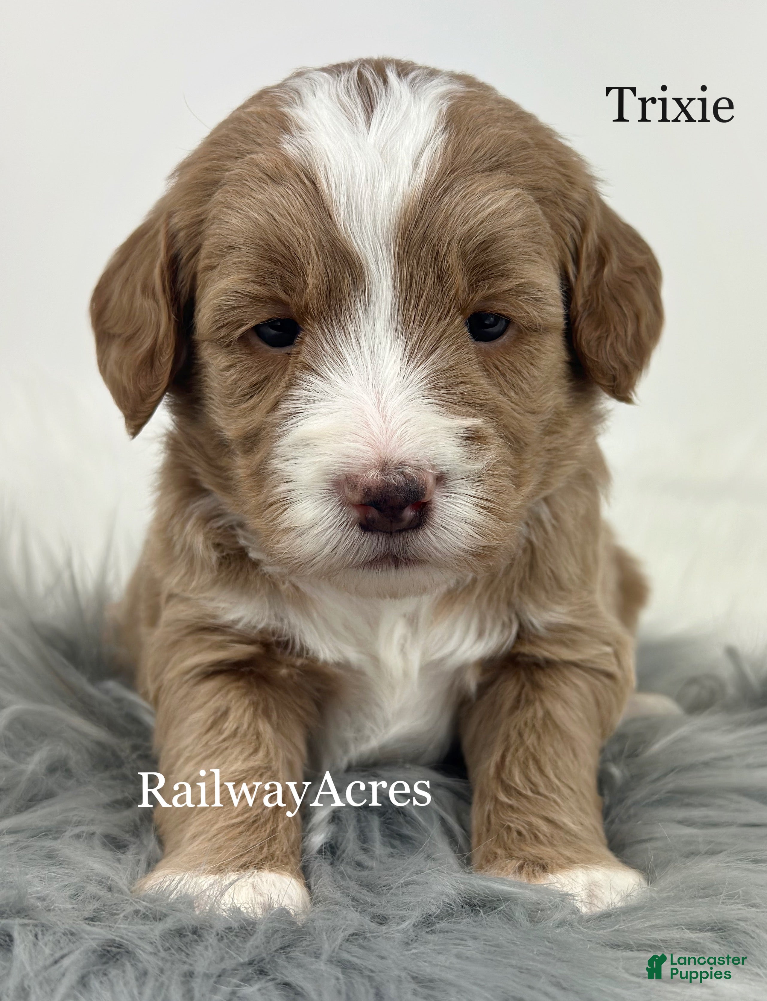 Mixed Breed dogs Trixie - Ad 38