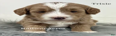 Trixie