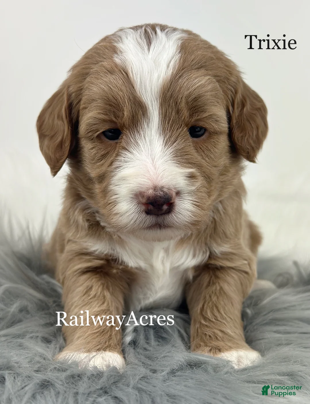 Mixed Breed dogs for sale: Trixie - Ad 1