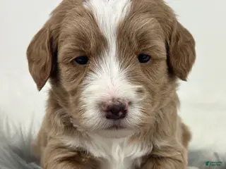 Mixed Breed dogs Trixie - Ad 38