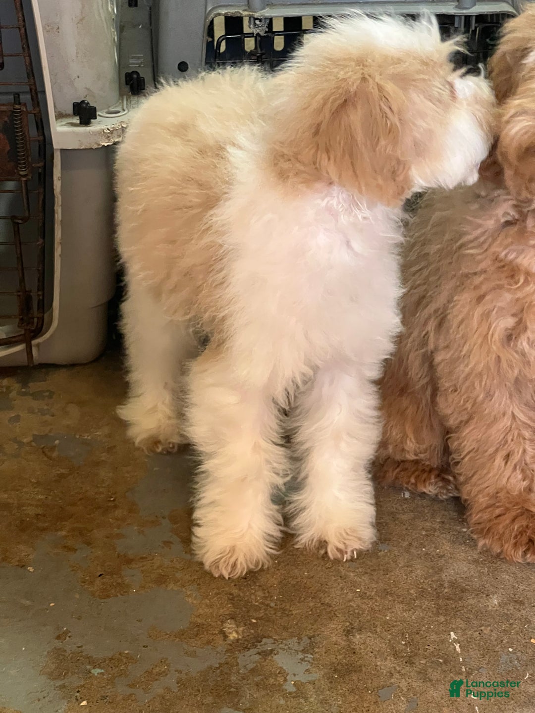 Mixed Breed dogs for sale: Raven - Ad 15