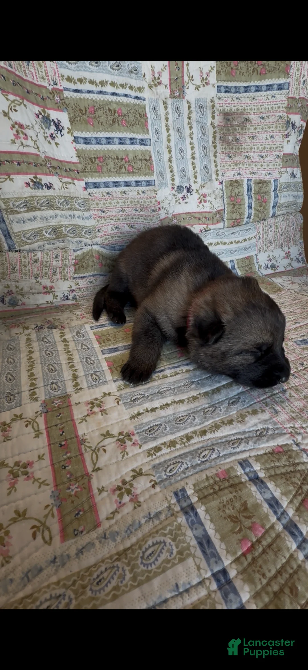 German Shepherd dogs for sale: TULITA - Ad 2