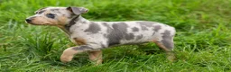 Miniature Pinscher dogs for sale: ANGIE - Ad 1