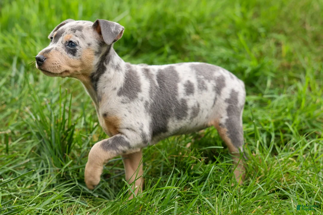 Miniature Pinscher dogs for sale: ANGIE - Ad 1