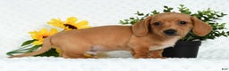 Miniature Dachshund dogs for sale: Toby Short Hair - Ad 3