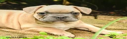 French Bulldog dogs for sale: Maestro - Ad 3