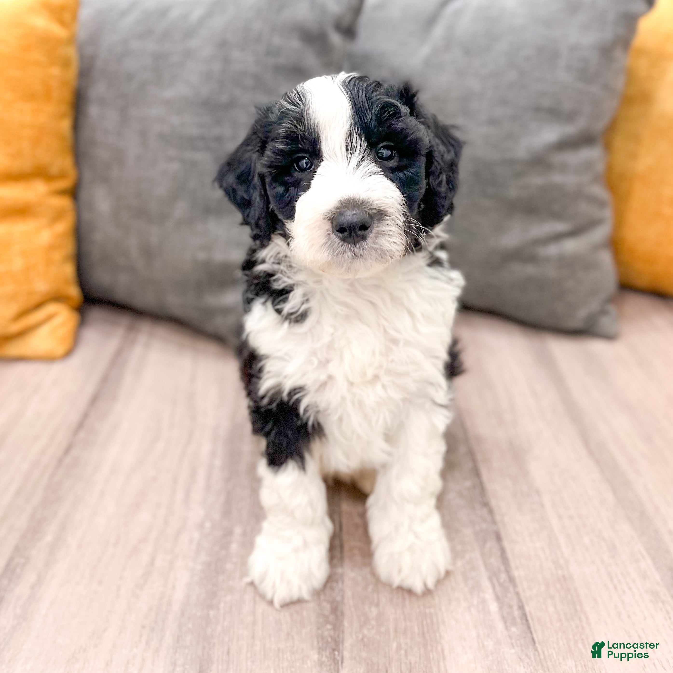 Aussiedoodle dogs Oreo - Ad 1