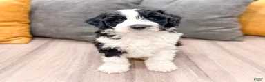 Oreo