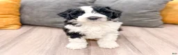 Aussiedoodle dogs for sale: Oreo - Ad 1