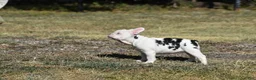 French Bulldog dogs for sale: French Bulldog 7 - Ad 4