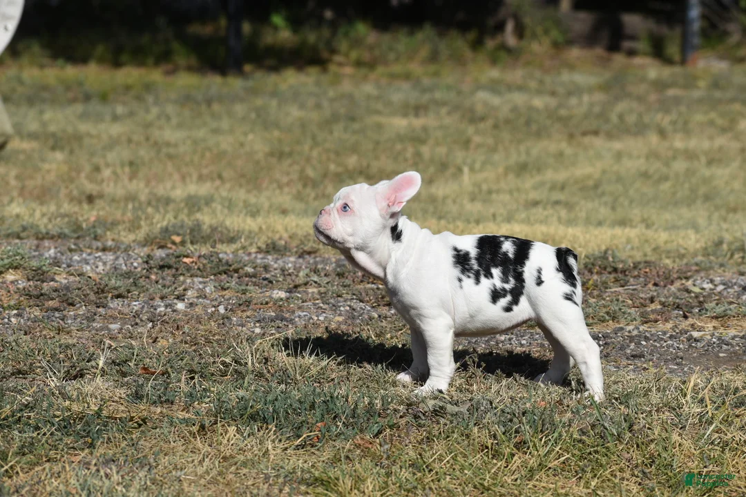 French Bulldog dogs for sale: French Bulldog 7 - Ad 4