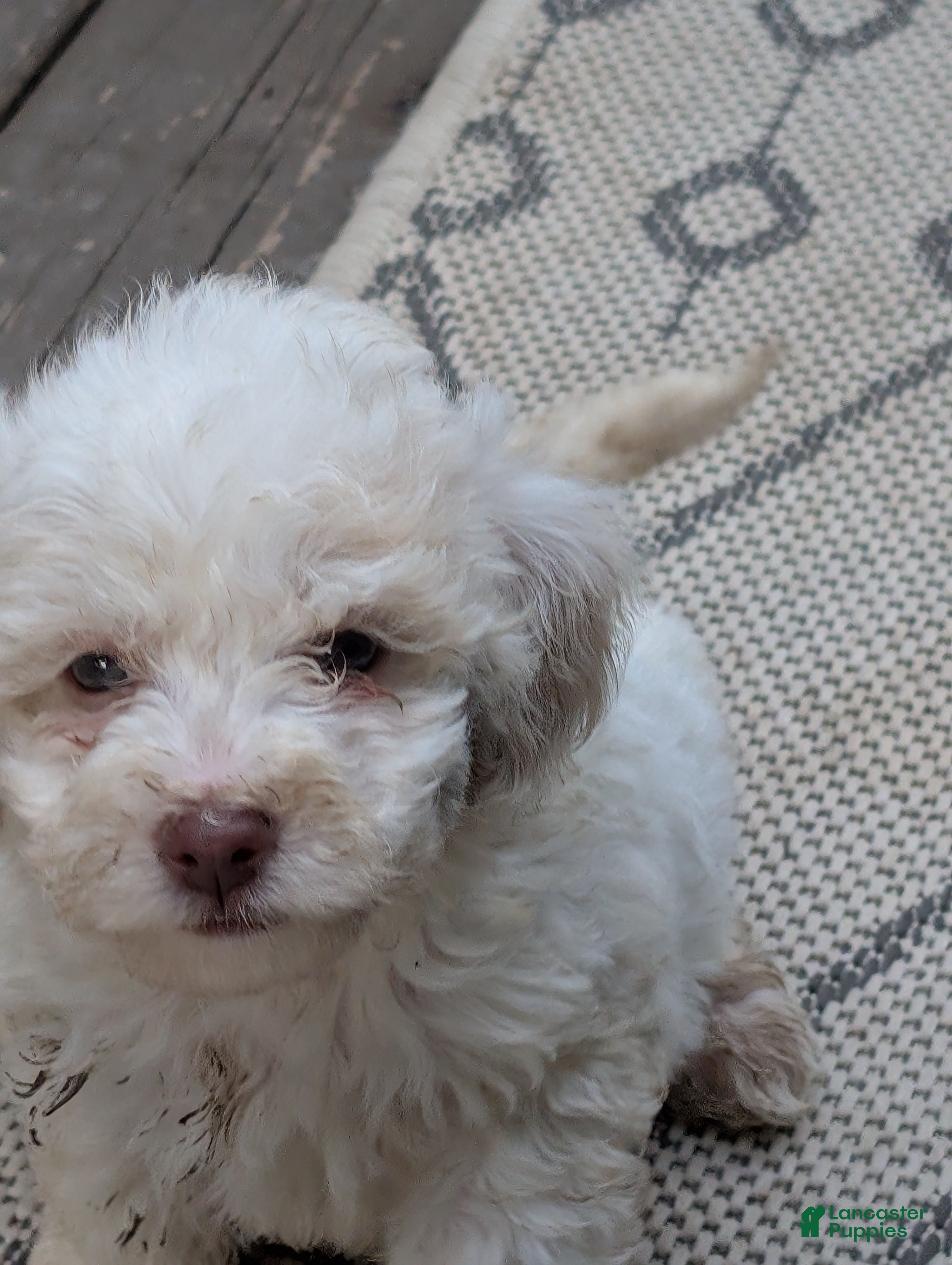 Bichpoo dogs Aspen - Ad 1