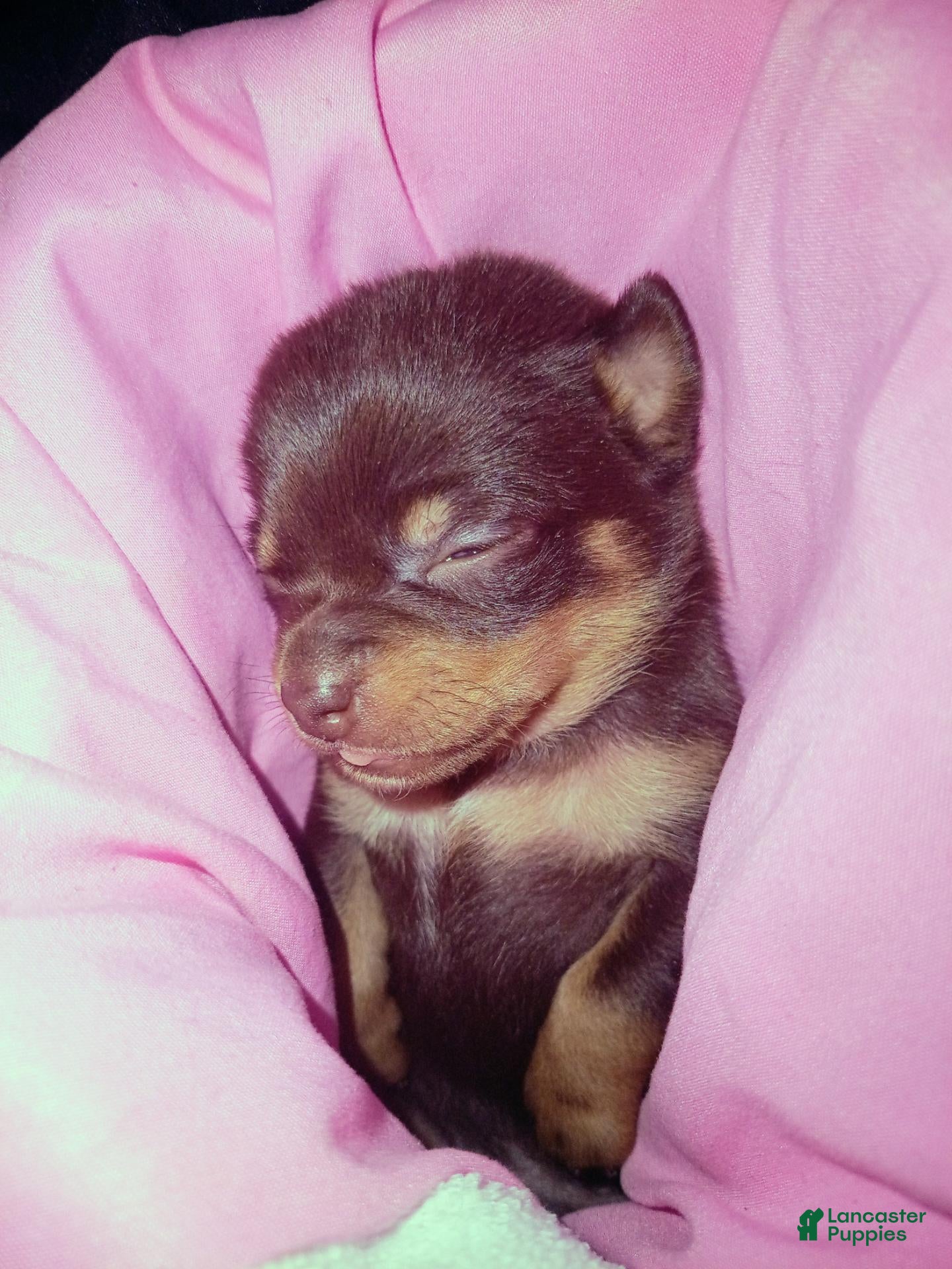 Chiweenie dogs for sale: Chiweenie 3 - Ad 5
