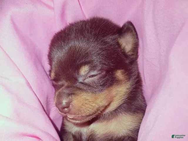 Chiweenie dogs for sale: Chiweenie 3 - Ad 5