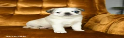 Pug dogs for sale: Macy - Ad 1