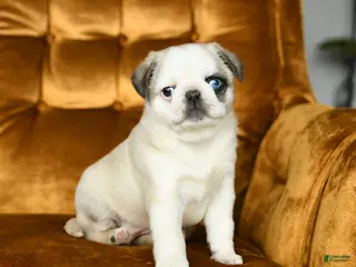 Pug dogs for sale: Macy - Ad 1