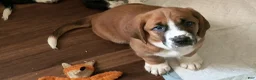 Basset Hound dogs for sale: Torin - Ad 11