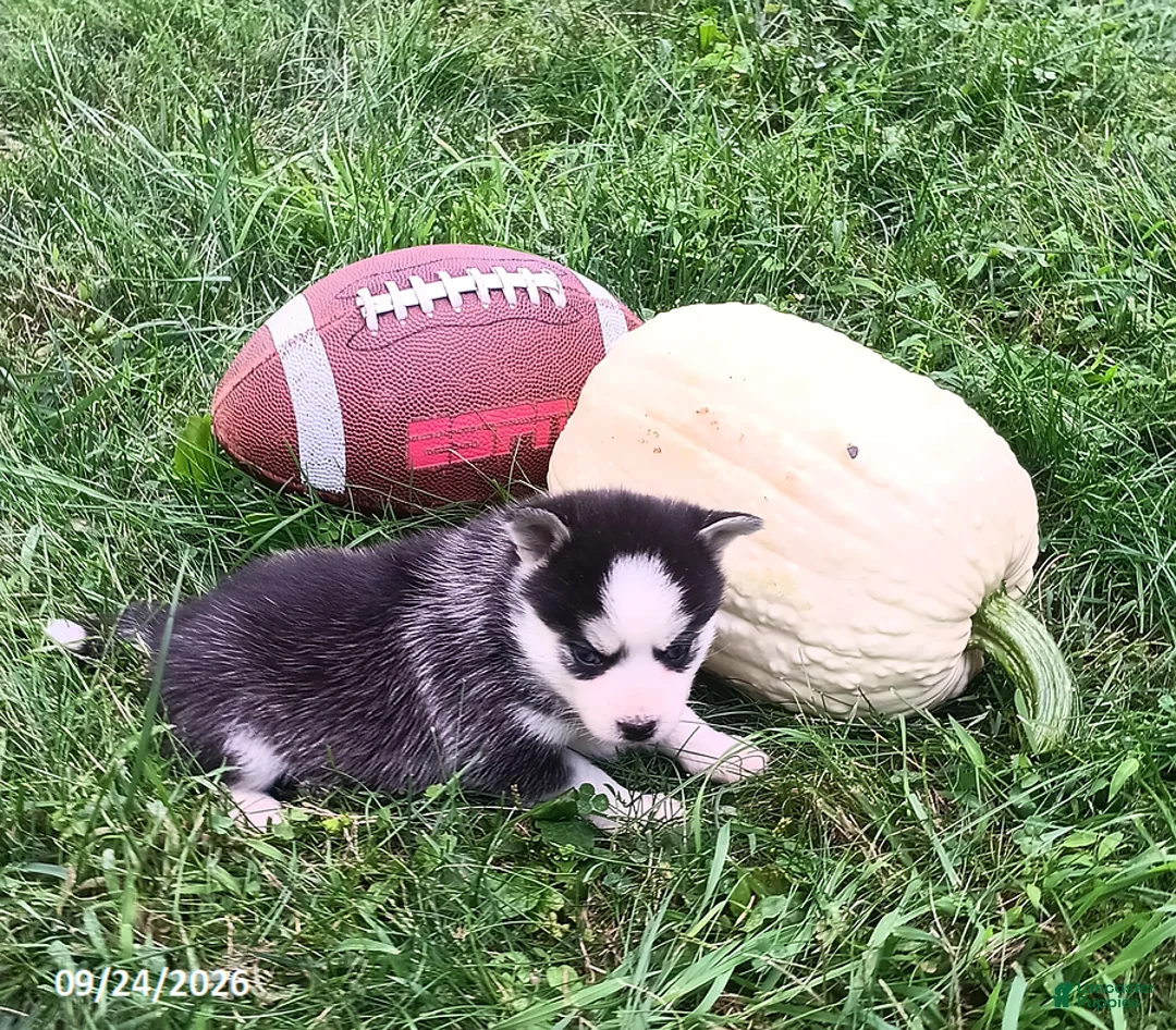 Pomsky dogs for sale: Lucky - Ad 1