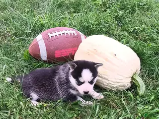 Pomsky dogs Lucky - Ad 3