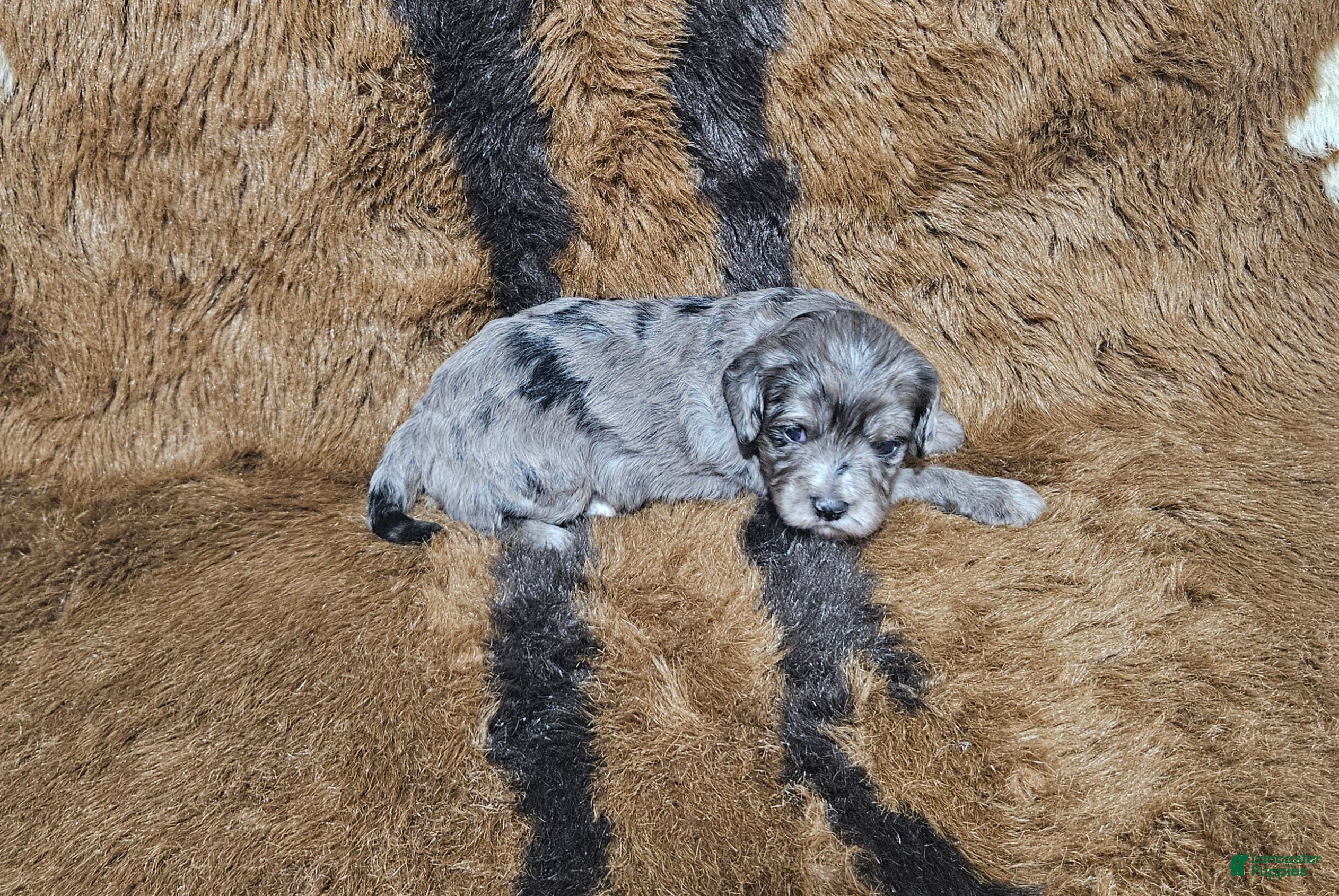 Cavapoo dogs F1 Zeus - Ad 3