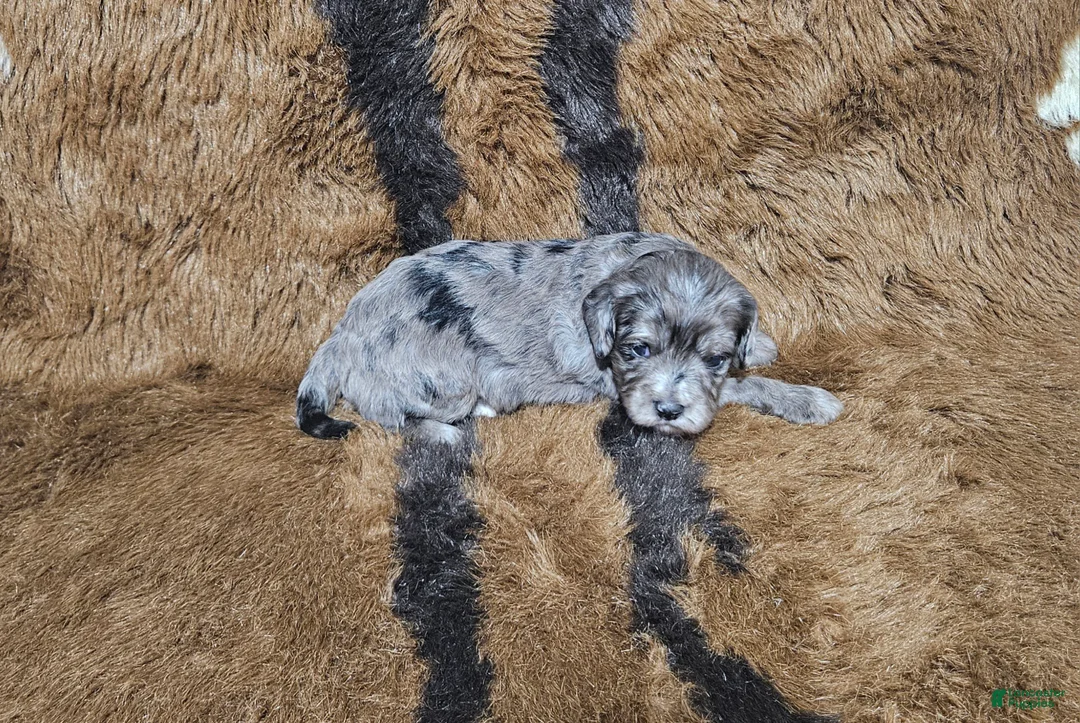 Cavapoo dogs for sale: F1 Zeus - Ad 1
