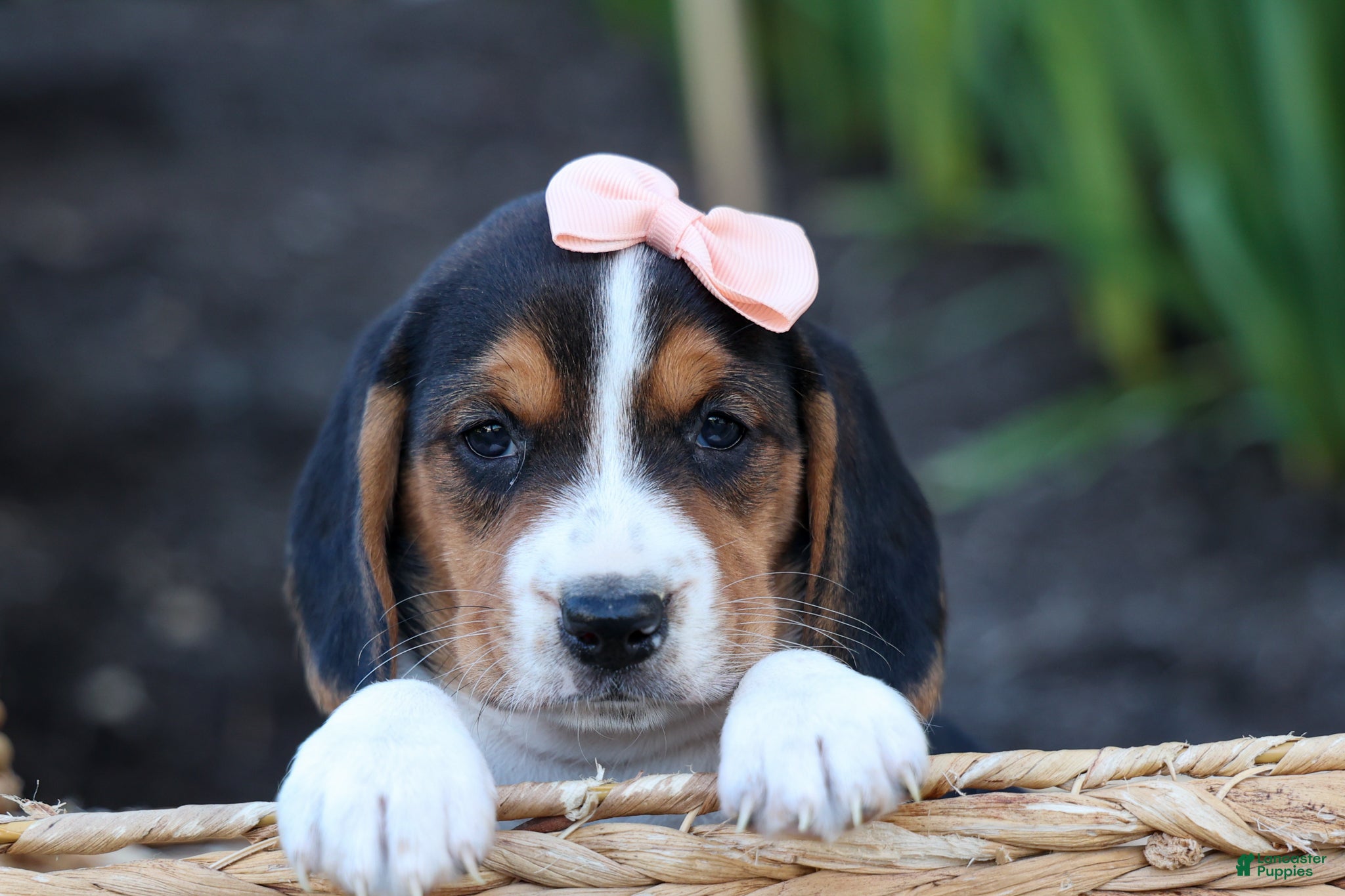 Beagle dogs Cleo 🌸 - Ad 1