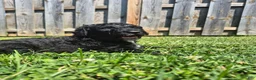 Mini Sheepadoodle dogs for sale: Cooper - Ad 15