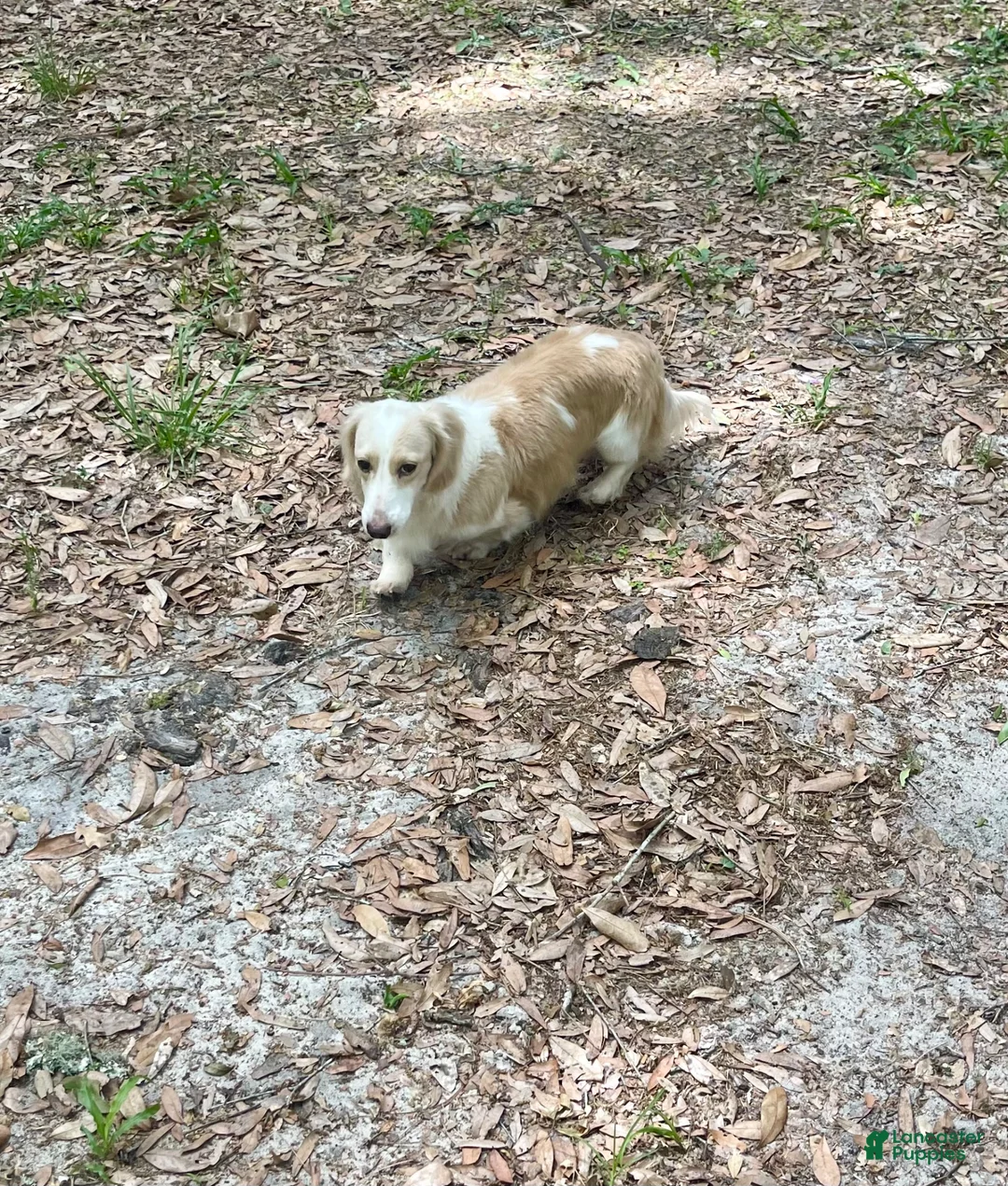 Dachshund dogs for sale: AKC Cream Piebald Adult Male  - Ad 2