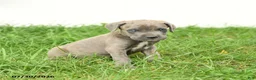 Cane Corso dogs for sale: Royal - Ad 9