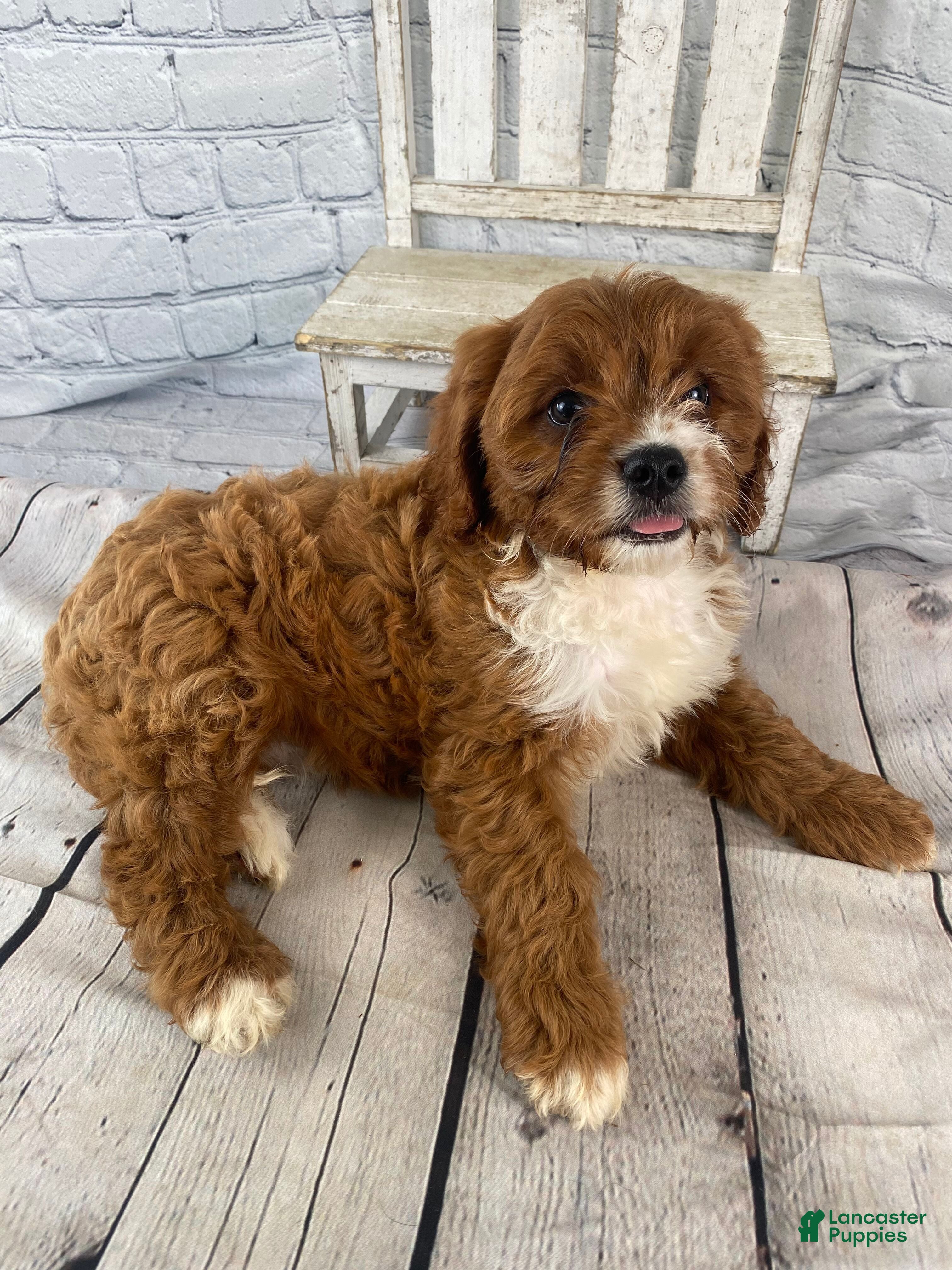Cavapoo dogs Sadie - Ad 2