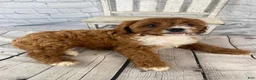 Cavapoo dogs for sale: Sadie - Ad 2