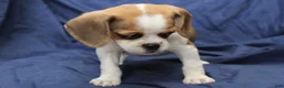 Puggle dogs for sale: Sky - Ad 4