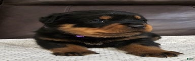 Rottweiler Puppy 4 Purple Girl 