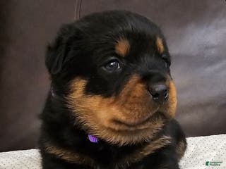 Rottweiler dogs Rottweiler Puppy 4 Purple Girl - Ad 16