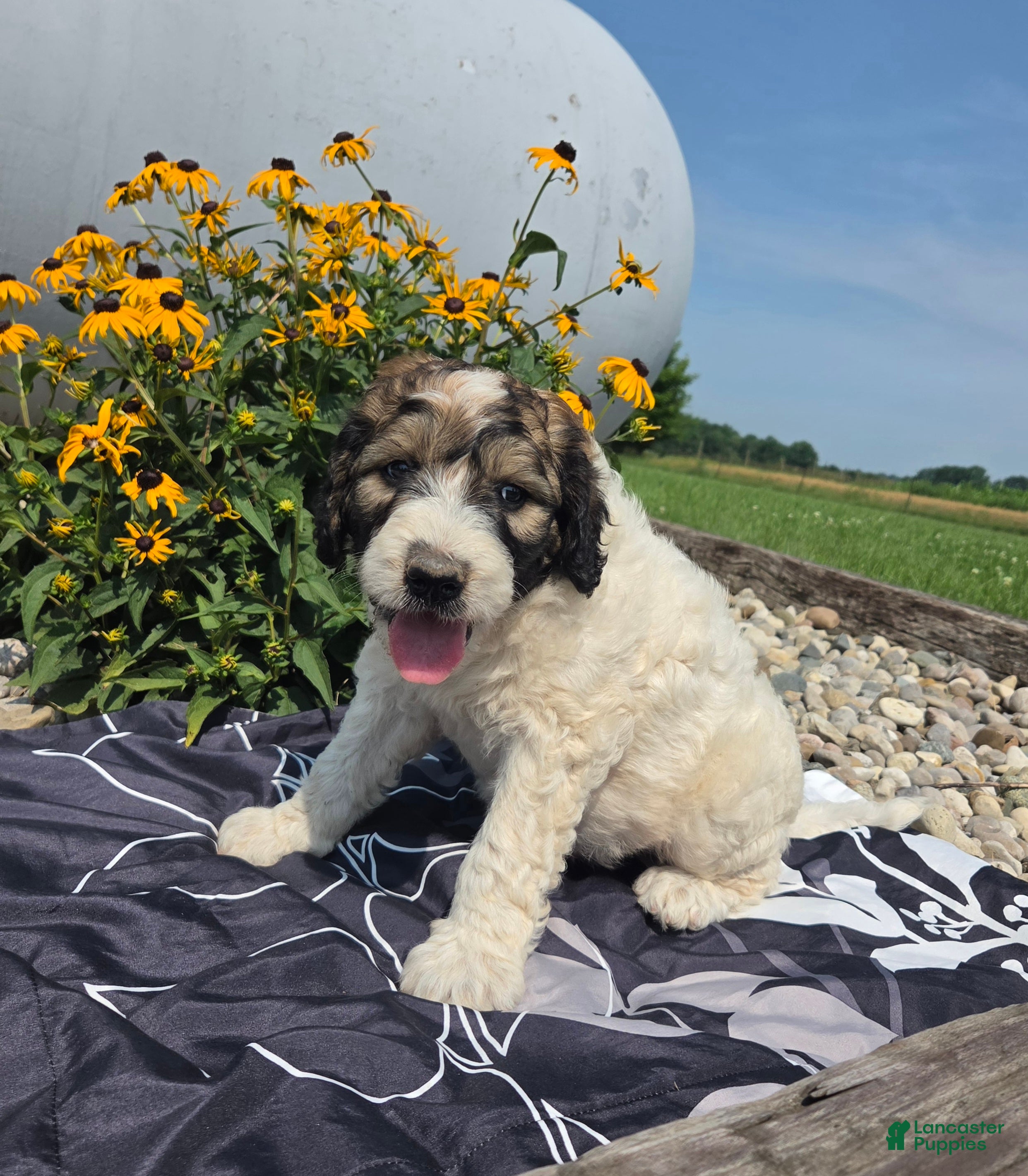 Mixed Breed dogs Conner - Ad 1