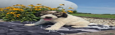 Conner