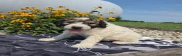 Mixed Breed dogs for sale: Conner - Ad 1