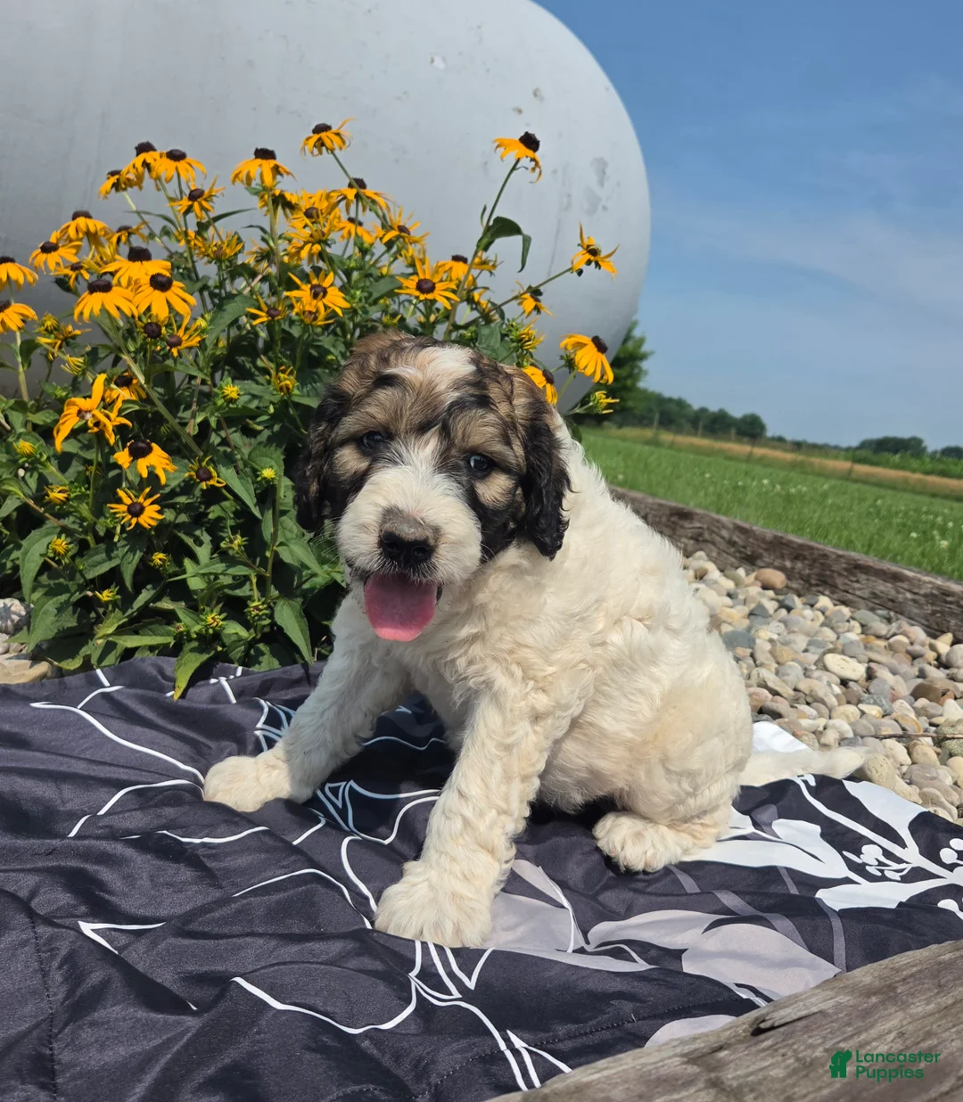 Mixed Breed dogs for sale: Conner - Ad 1